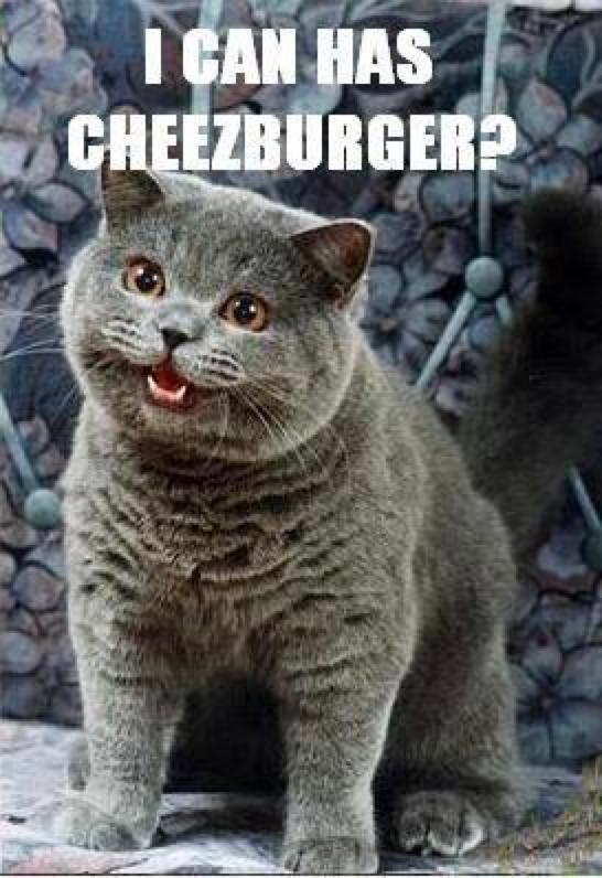 I can has cheezburger happy cat meme